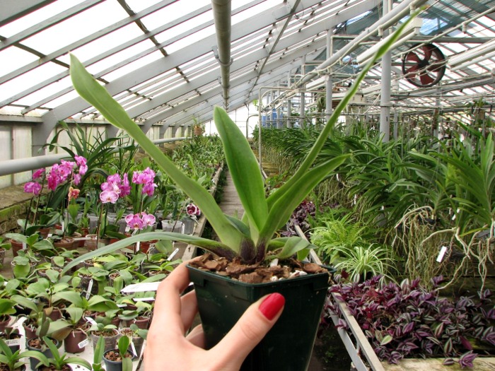 Paphiopedilum spicerianum.JPG