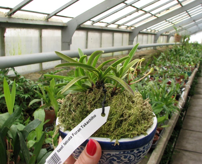 Neofinetia falcata Furan Takachiho.JPG