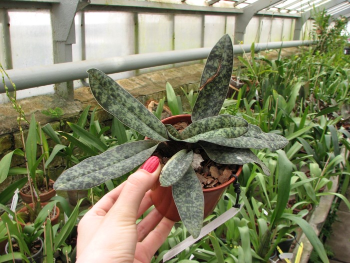 Paphiopedilum delenatii 'In-Charm' x Paphiopedilum vietnamense 'In-Charm'.JPG