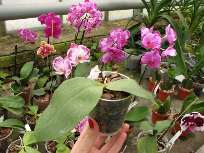 Phalaenopsis Jade Gold (gigantea x venosa).JPG