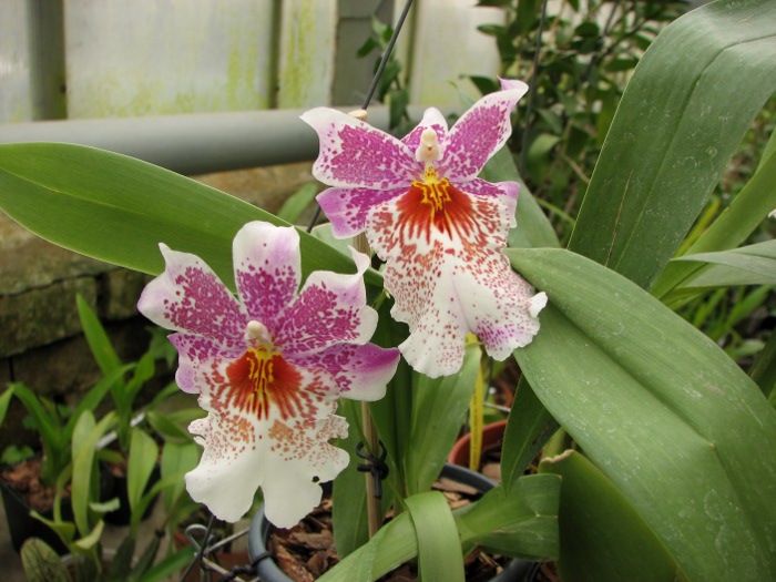 Odontonia Papageno 'Mi Amour'.JPG