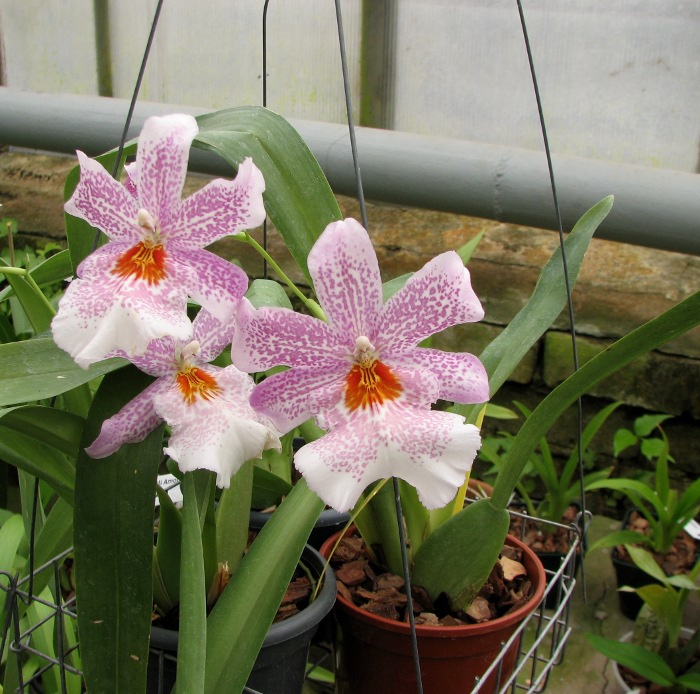 Odontonia Papageno 'Lavender Lady'.JPG