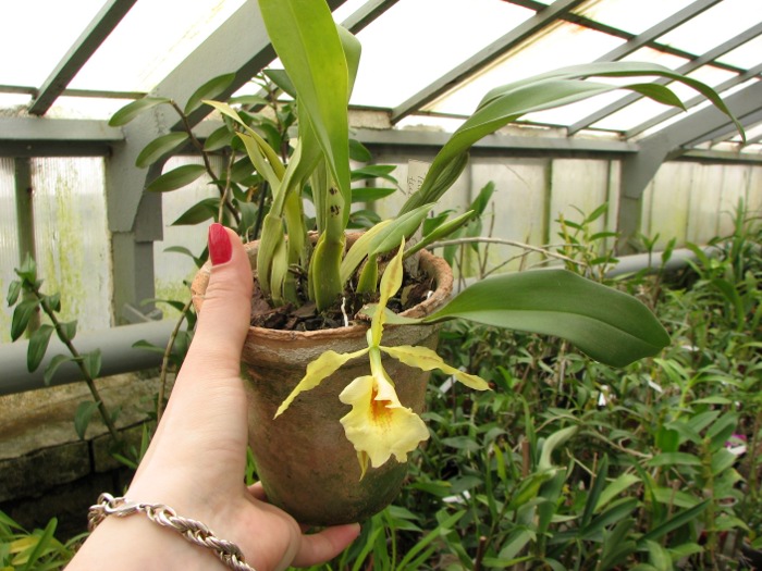 Trichopilia Senne Star (tortilis 'large' x turialbae 'alpha').JPG