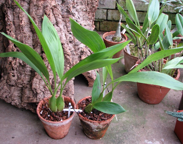 Coelogyne pandurata.JPG