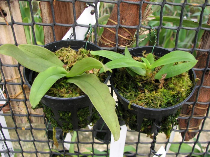 Gastrochilus japonicus.JPG