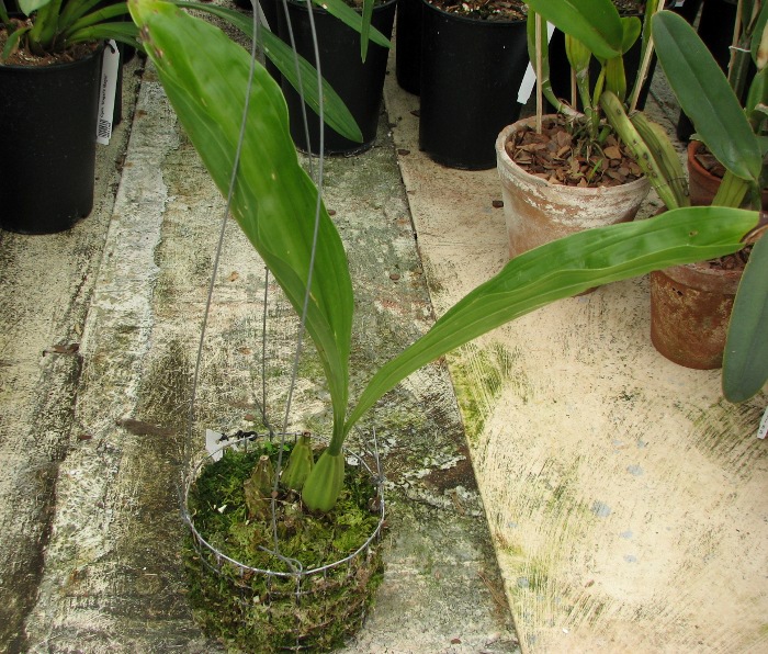 Gongora portentosa.JPG