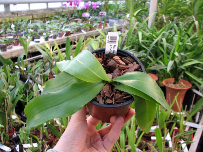 Phalaenopsis amboinensis 'Dark Brown' x Phalaenopsis lueddemanniana 'Nita'.JPG