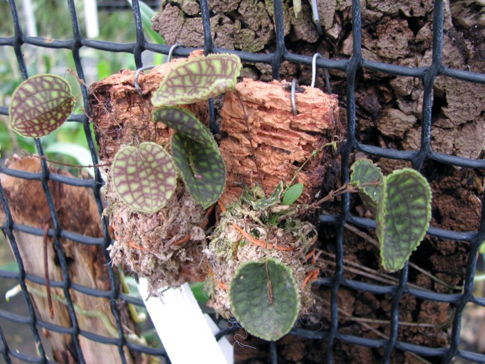 Lepanthes calodictyon.JPG