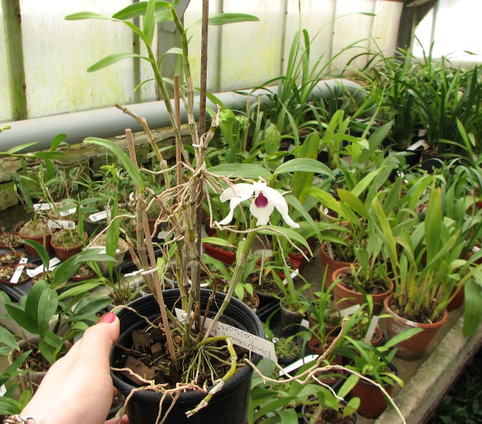 Dendrobium Cassiope.JPG