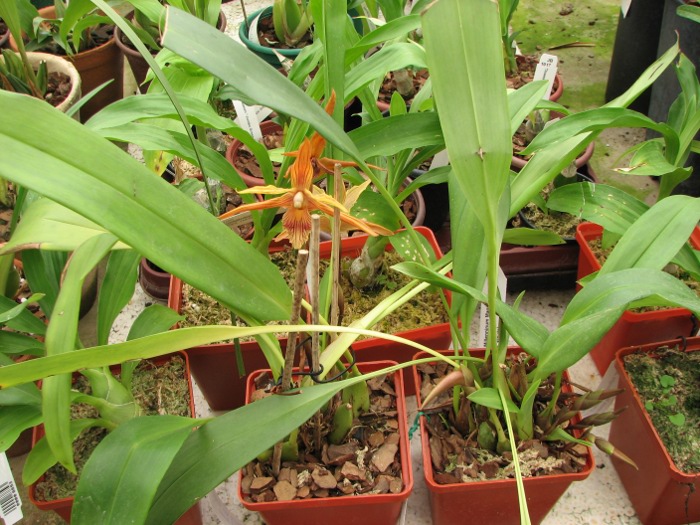 Maxillaria Sangai (Maxillaria pulla x Maxillaria striata).JPG