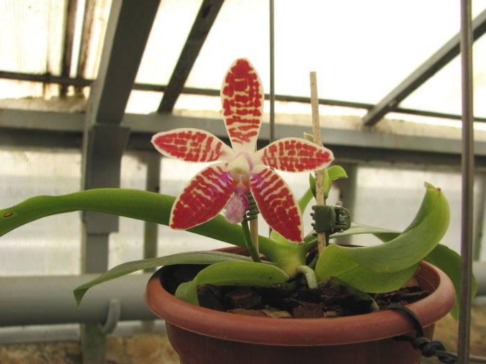 Phalaenopsis corningiana.JPG