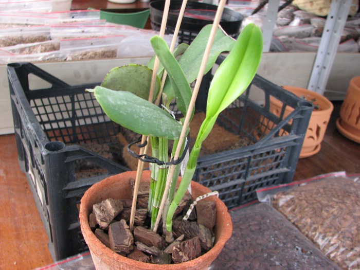 Cattleya Walkerinter.JPG