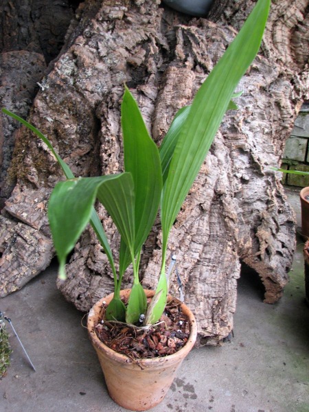 Coelogyne pandurata.JPG