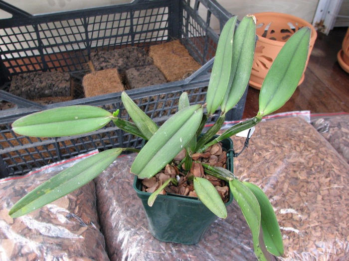 Cattleya luteola.JPG