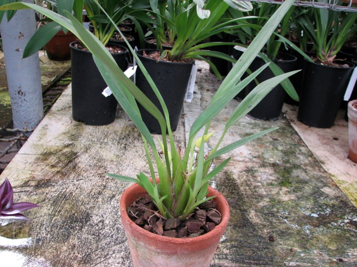 Maxillaria chlorantha.JPG