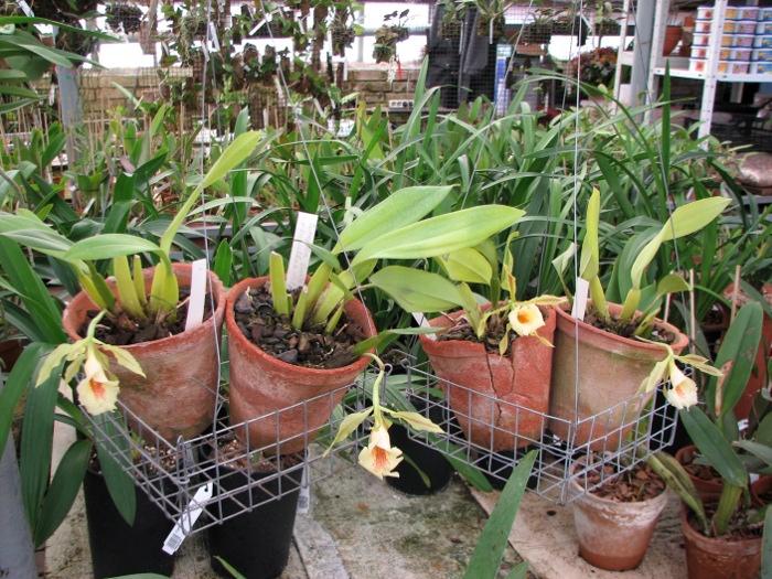 Trichopilia Senne Star (tortilis 'large' x turialbae 'alpha').JPG