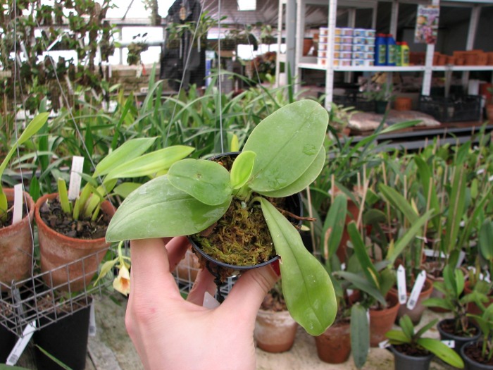Phalaenopsis KS Happy Eagle.JPG