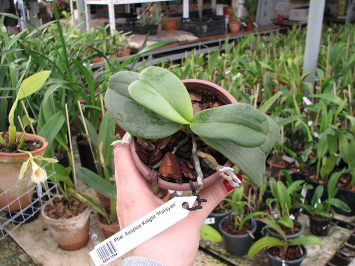 Phalaenopsis Auspice Knight 'Malayan'.JPG