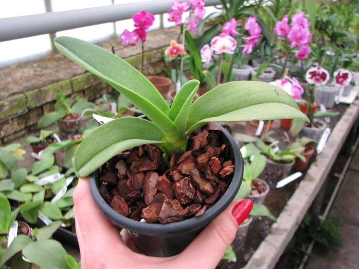 Doritis pulcherrima f. champorensis 'White'.JPG