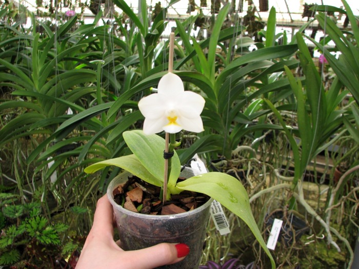 Phalaenopsis Tzu Chiang Chrisna (Phalaenopsis Timothy Christopher x Phalaenopsis Yungho Geld Canary).JPG
