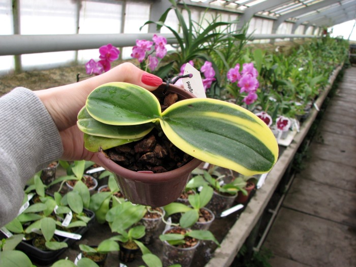 Doritaenopsis Sogo Vivien Variegated leaf.JPG