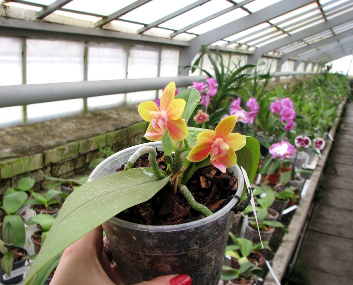 Doritaenopsis Tying Shing Phoenix.JPG