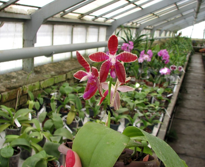 Phalaenopsis Coral Isles x Phalaenopsis corningiana.JPG