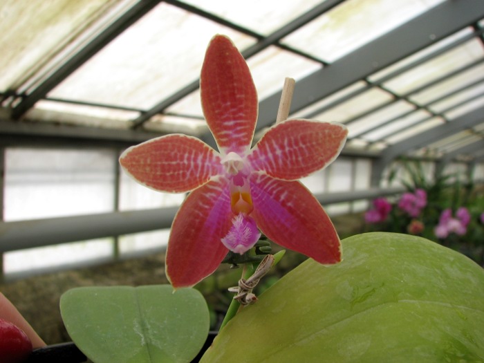 Phalaenopsis corningiana x Phalaenopsis Coral Isles.JPG