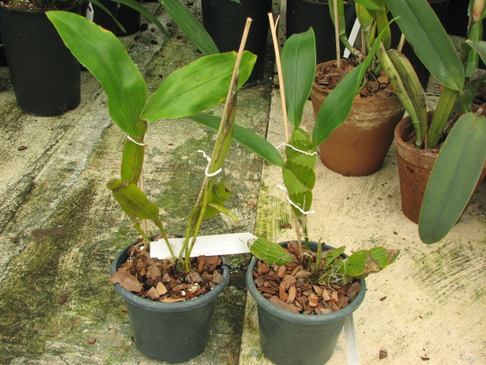Dendrobium sulcatum.JPG
