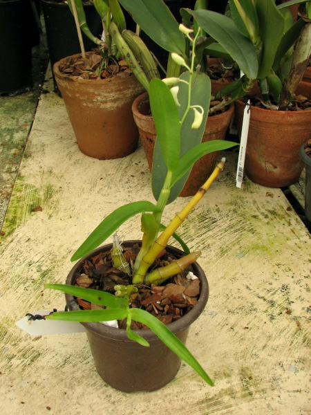 Dendrobium delacourii.JPG