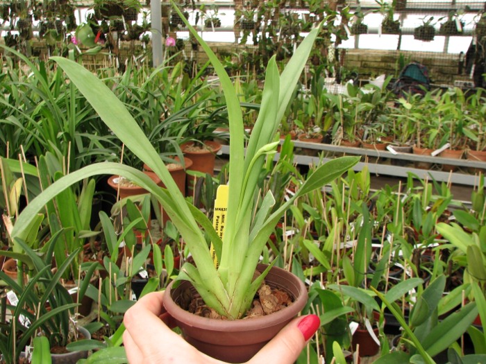 Miltonia Rubenesque 'Karismic Kay'.JPG
