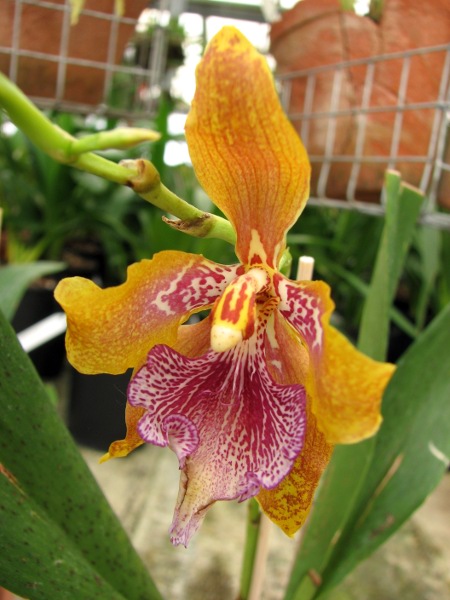 Odontoglossum wyattianum.JPG