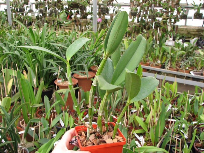 Cattleya Green Emerald 'Orchid Queen' (Cattleya Elizabeth Mahon x Cattleya Thospol Spot).JPG