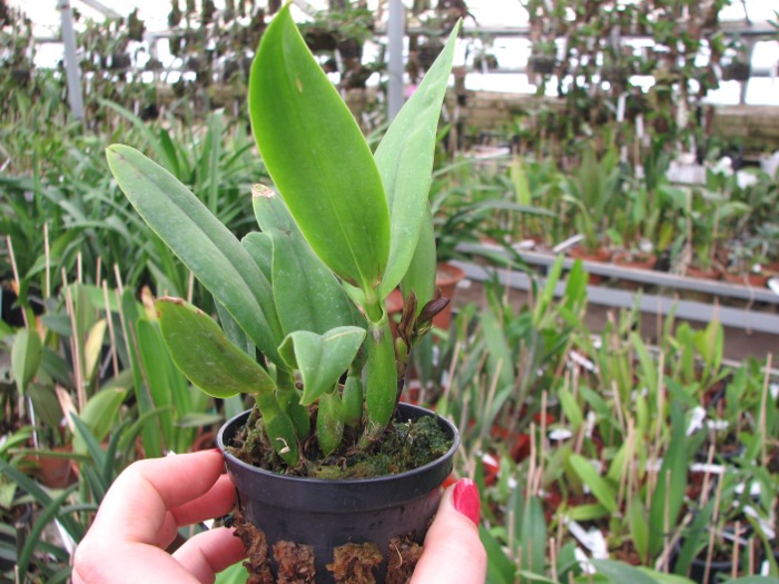 Sophrolaeliocattleya Little Hazel 'M' (Slc. Hazel Boyd x Sl. Psyche).JPG