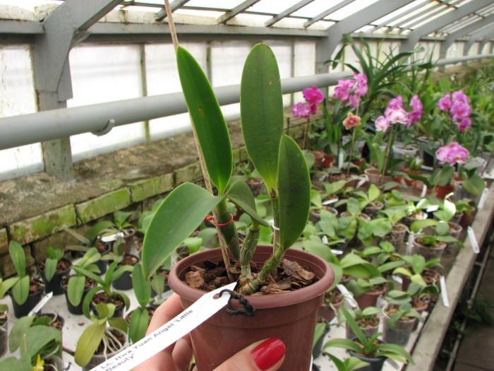 Laeliocattleya Hwa Yuan Angel 'Little Beauty'.JPG