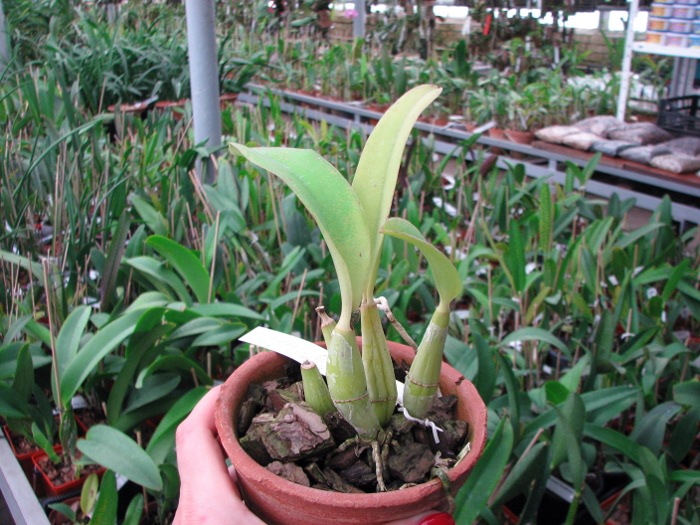 Laeliocattleya (Orglade's Glow-Love Knot) 'Hsinying' .JPG