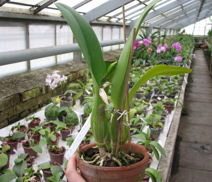 Laeliocattleya Shirayukihime 'M' (Tokyo Magic x Mildred Rives).JPG
