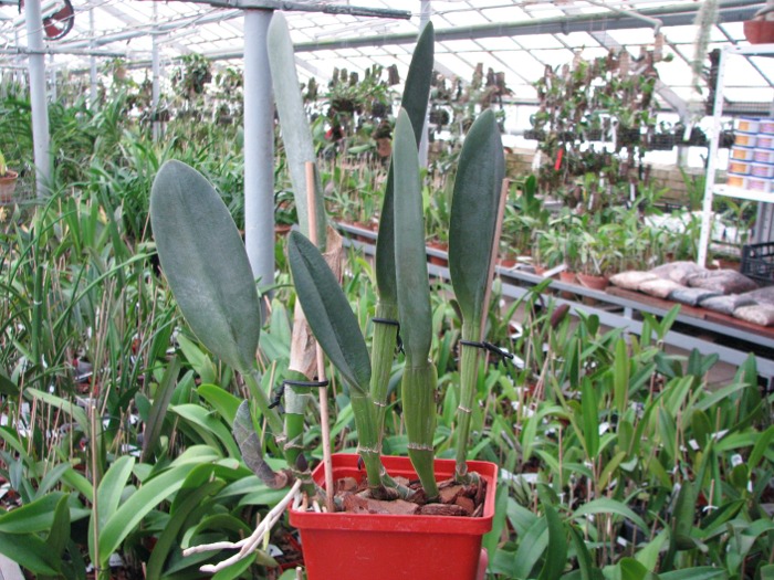 Brassavola Aristocrat (Brassavola glauca x digbyana).JPG