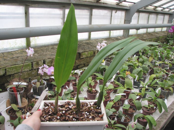 Bulbophyllum lasianthum.JPG