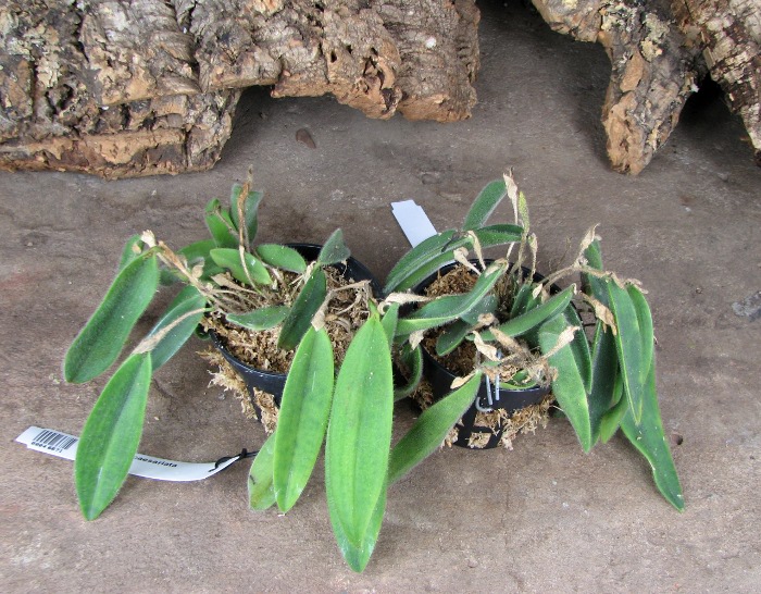 Dresslerella caesariata.JPG