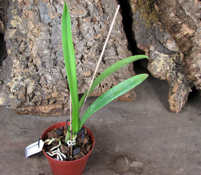 Cattleya mossiae var coerulea.JPG