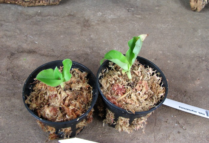 Habenaria myriotricha.JPG