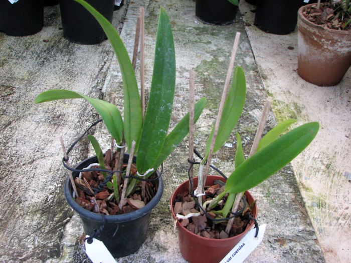 Cattleya mossiae var coerulea.JPG