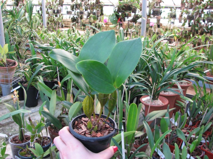 Dendrobium forbesii.JPG