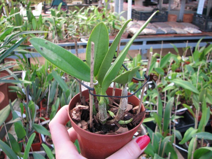Laeliocattleya Cariad's Mini-Quinee 'Angel Kiss' (Lc. Mini Purple x C. intermedia).JPG
