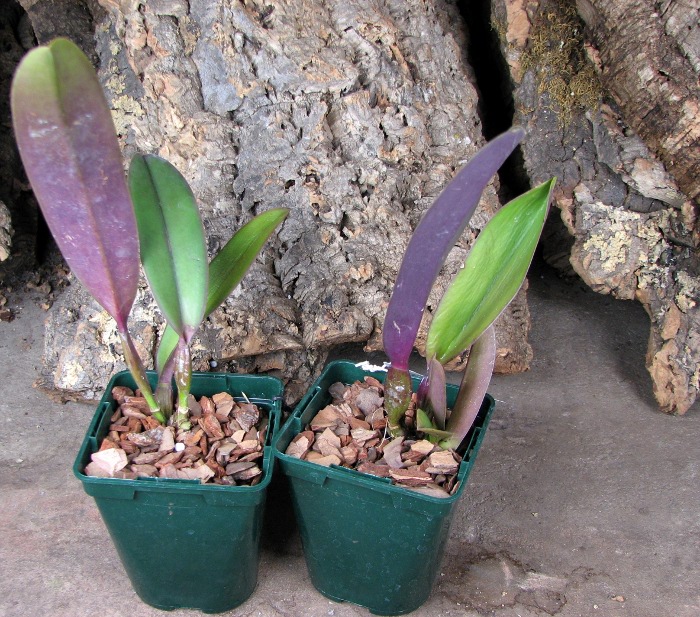 Cattleya rex var. Ayacucho.JPG