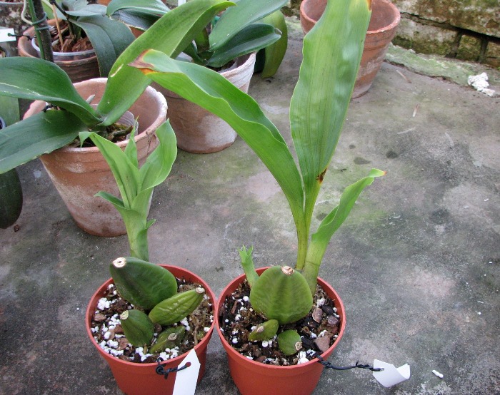 Lycaste Fire Bird.JPG