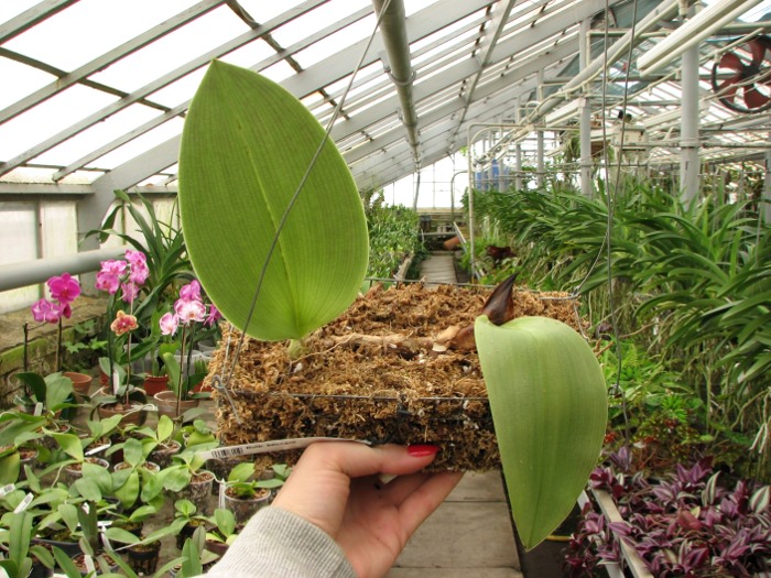 Bulbophyllum beccarii.JPG