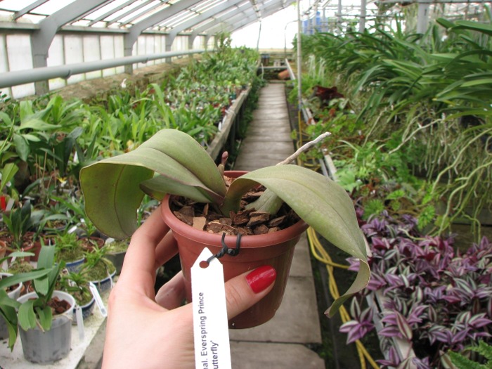 Phalaenopsis Everspring Prince 'Butterfly'.JPG