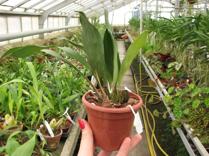 Bifrenaria harrisoniae.JPG
